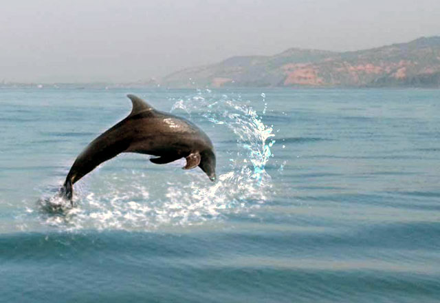 Dolphin Sighting in Dapoli